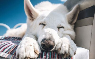 Part 2 Cannabis: Legality and Pet Use of CBD Products
