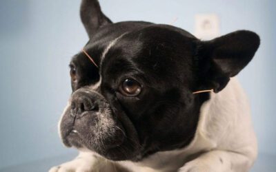 The Science of Acupuncture