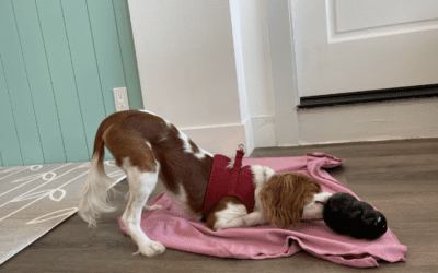Pet Behavioral Assessment and Training