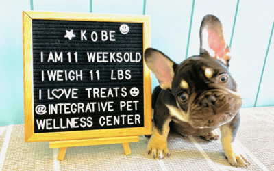 The Importance of Puppy Socialization and Training