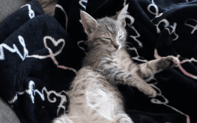How Cats Are Affected By Stress