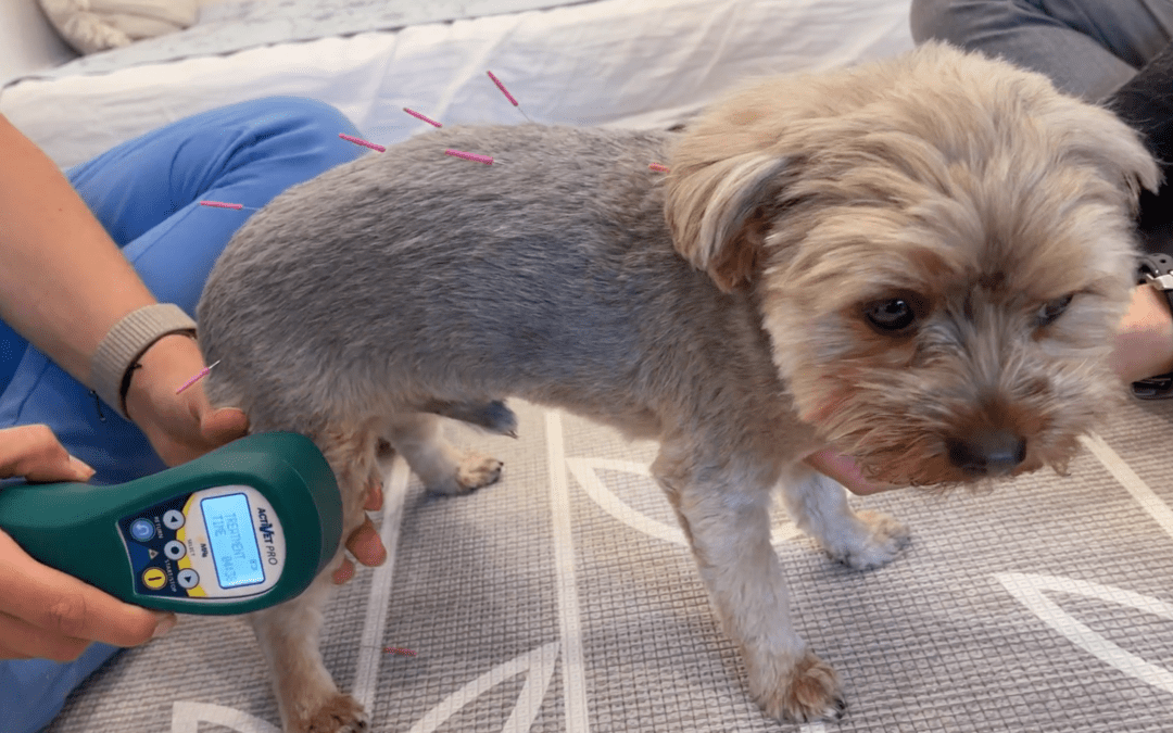 Shedding Light on Laser Therapy for Pets