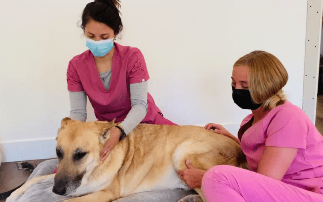 The Amazing Benefits of Medical Massages for Pets