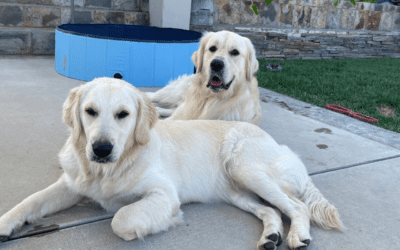 4 Fun Ways to Have a Cool Pet in the Summer Heat