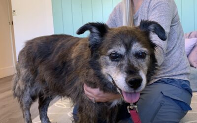 4 Reasons Why Your Senior Pet Needs Early Detection Screening Tests