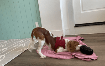 5 Fun Toys to keep Your Pets entertained While You’re Away