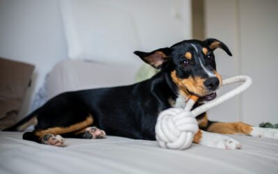 Indoor Enrichment Ideas for Pets During the Winter