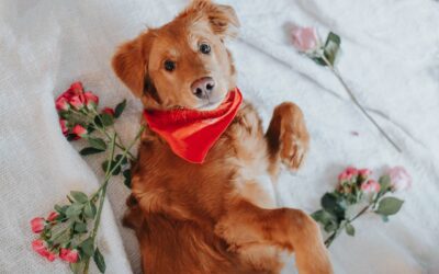 3 Safe Pet Treats for Valentine’s Day