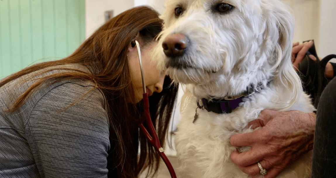 a person with a stethoscope examining a dog