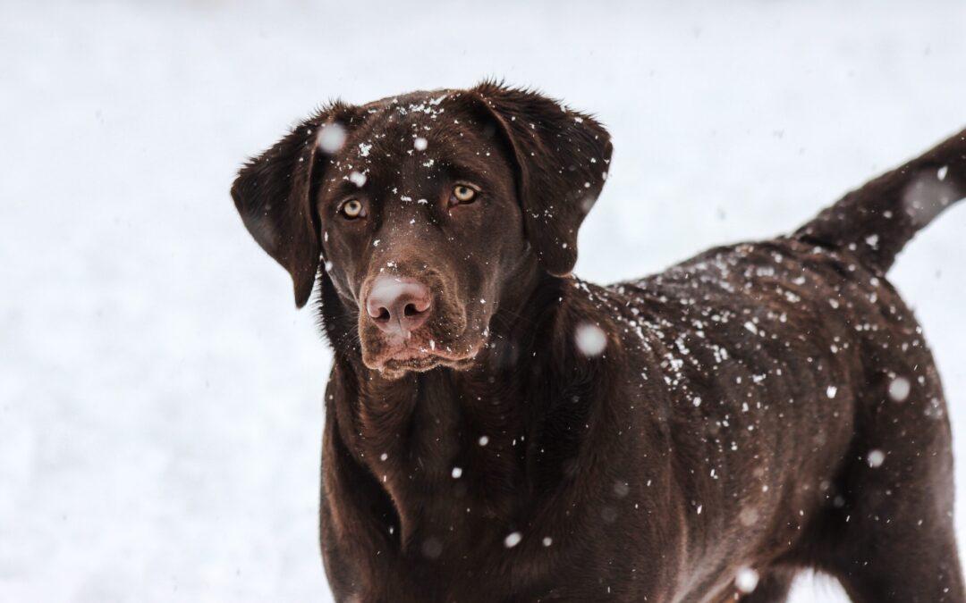 Let’s talk about this mysterious respiratory disease for dogs. 🐶