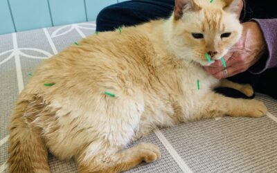 The Benefits of Veterinary Acupuncture
