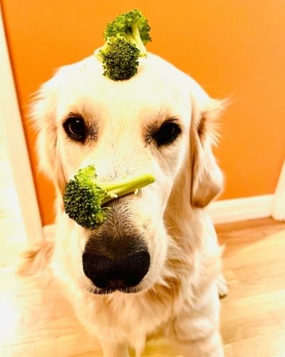 a dog with broccoli on its head