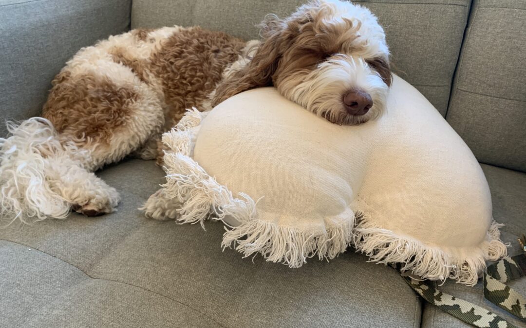 puppy sleeping on a pillow