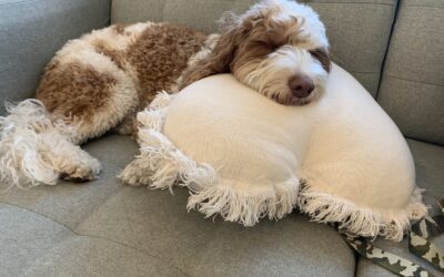 The Microbiome: Why It’s Important for Pet Health