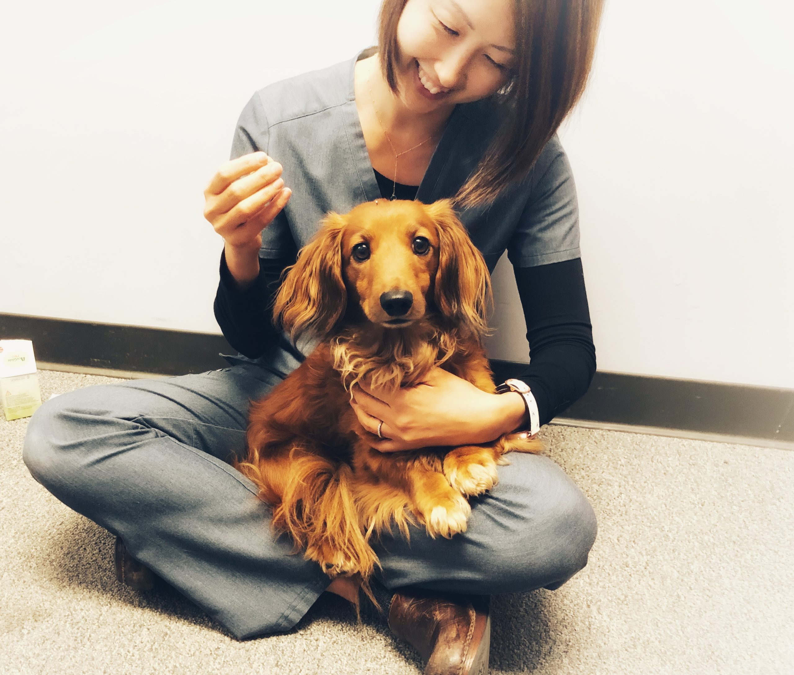 a vet holding a dog