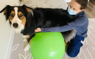 The Importance of Pet Rehabilitation