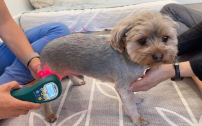 Shedding the Light on Veterinary Laser Therapy