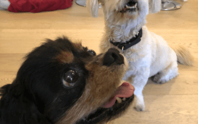 🌟15 Preventative Tests Your Pet Needs