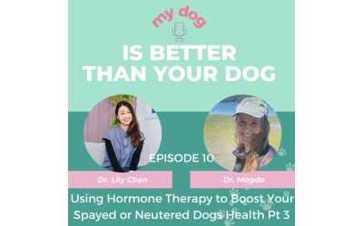 Using Hormone Therapy to Boost Your Spayed or Neutered Dogs Health pt3