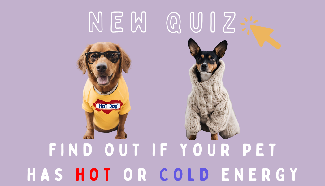 Pet quiz image