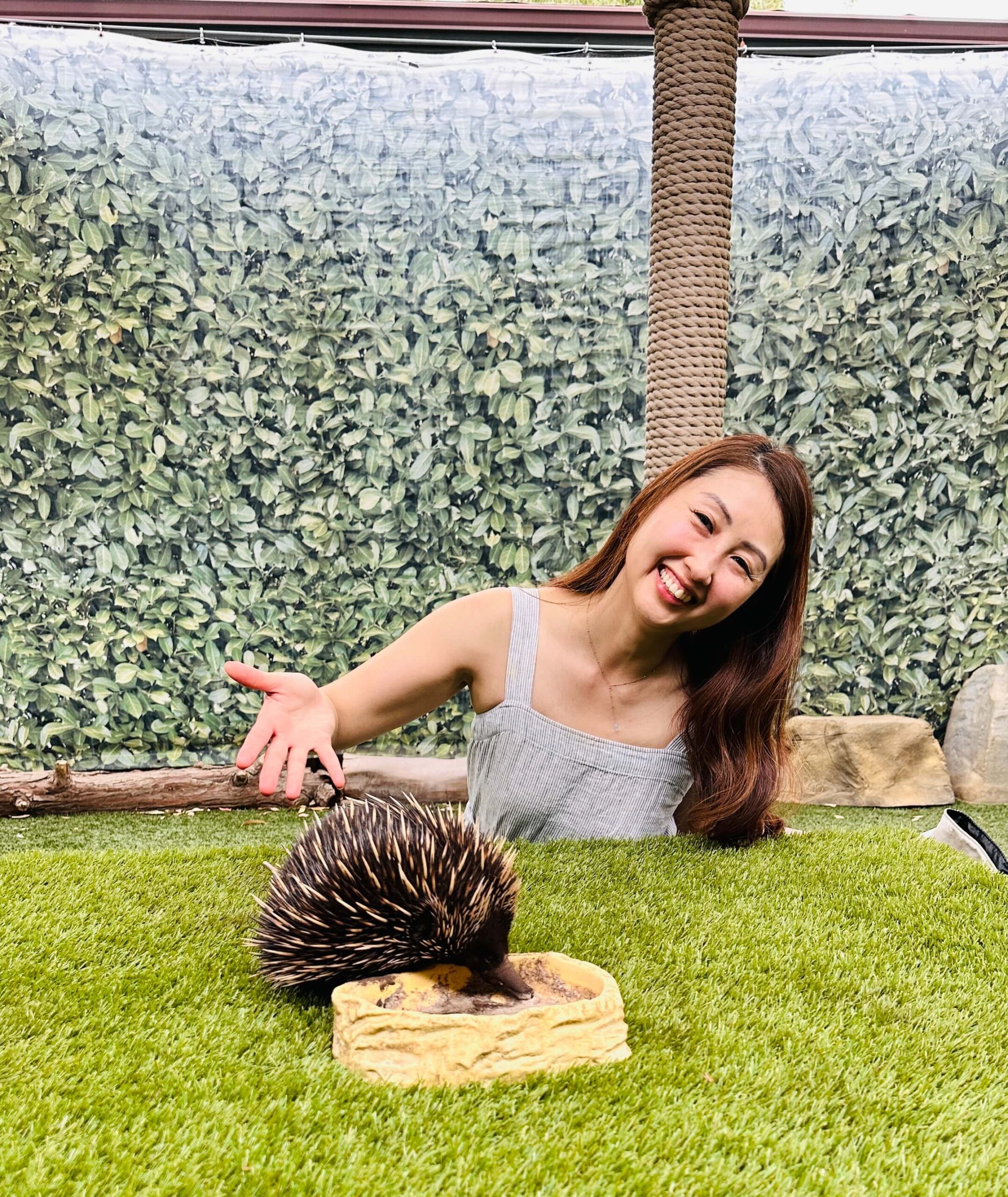 Toxins our pets are exposed to featured image Vet with an echidna