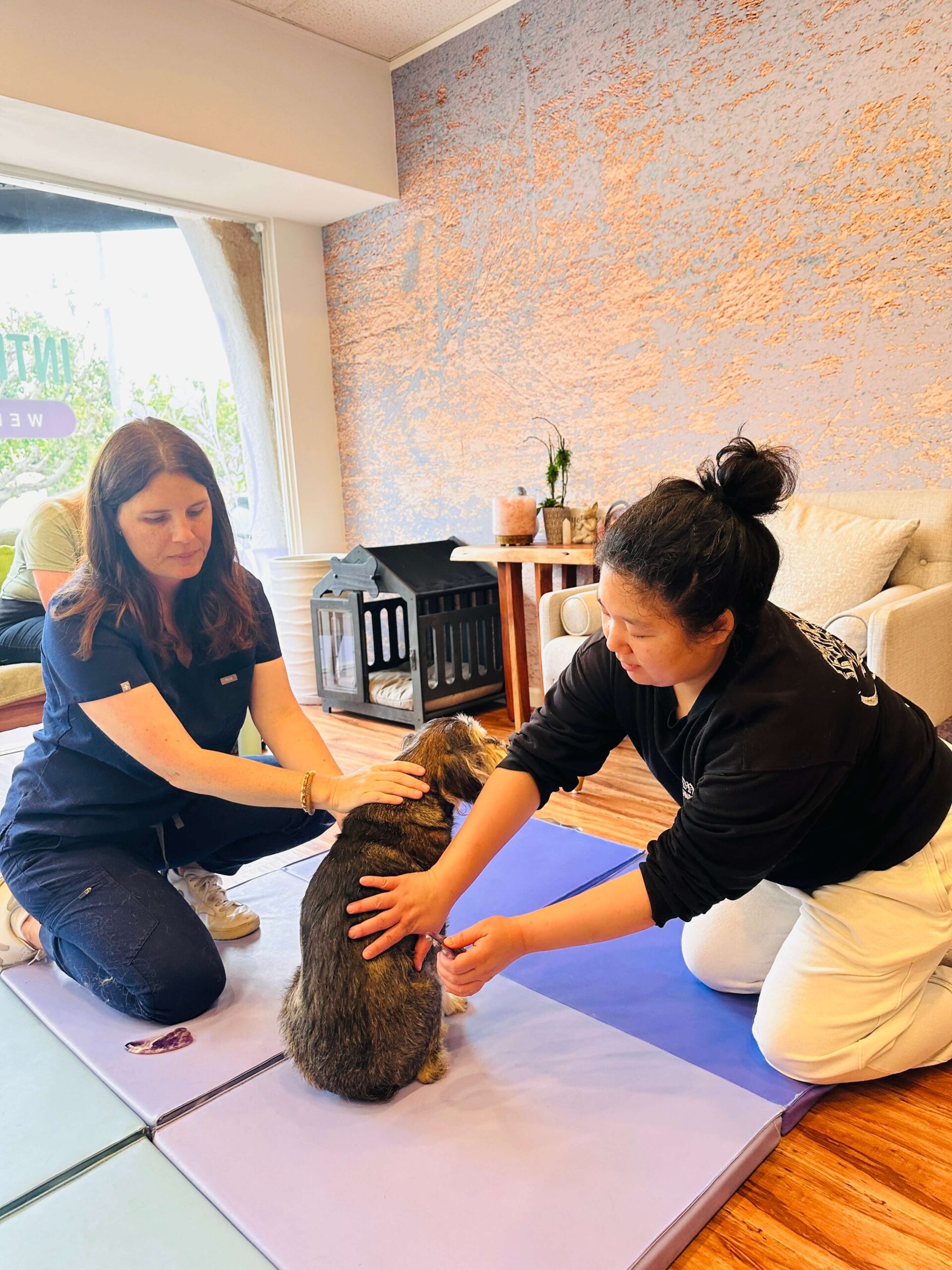 Vet and staff treating a dog