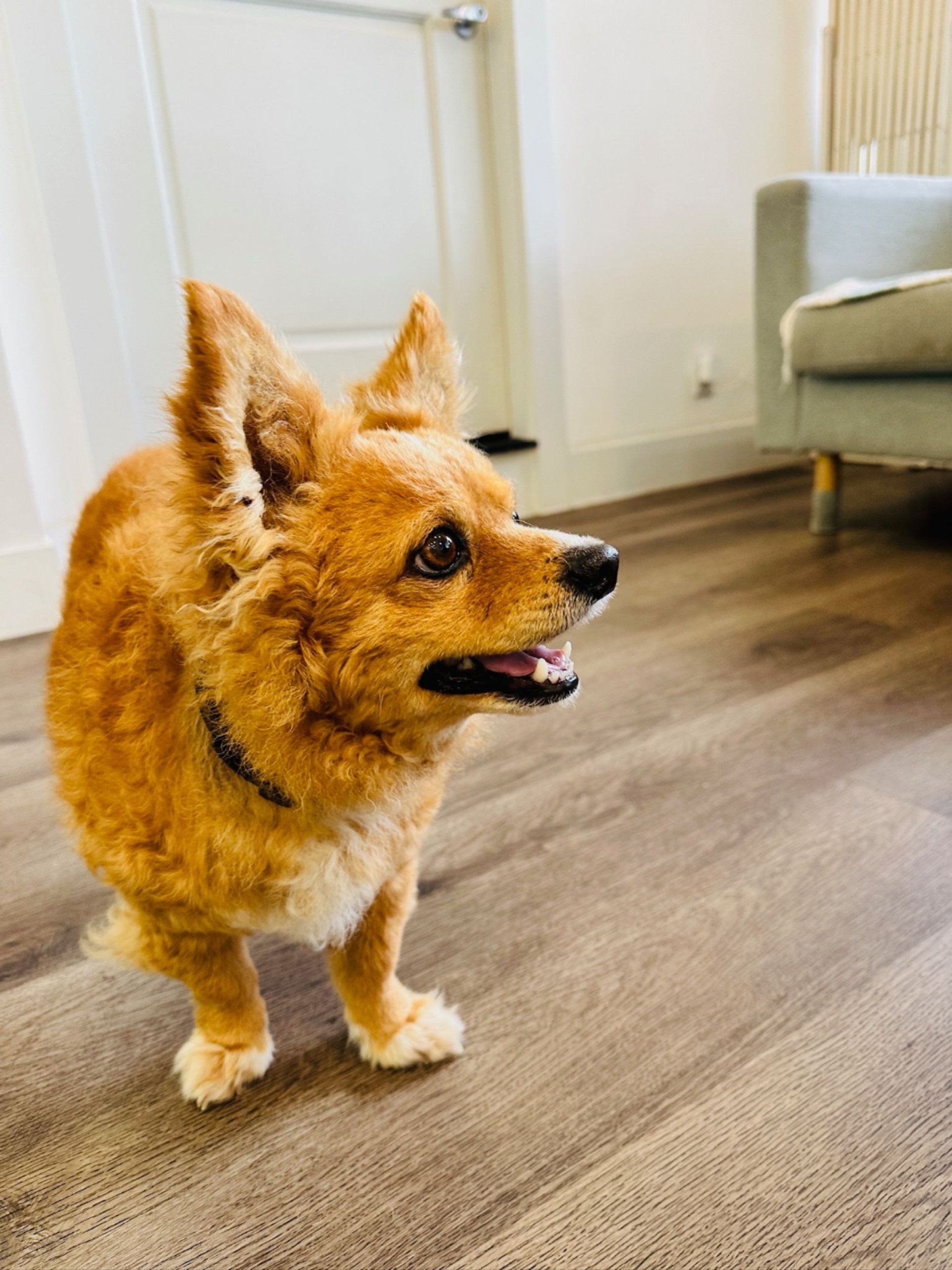A dog standing indoors
