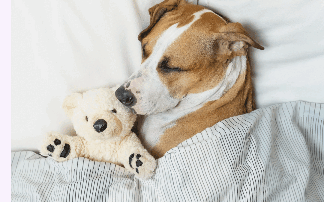 What every pet parent needs to know about cancer 💔