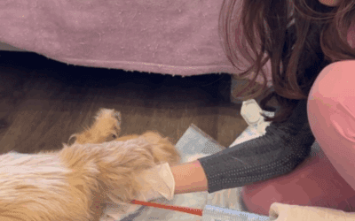 Healing chronic diarrhea, vomiting, and chronic itching starts in the gut 🦠✨