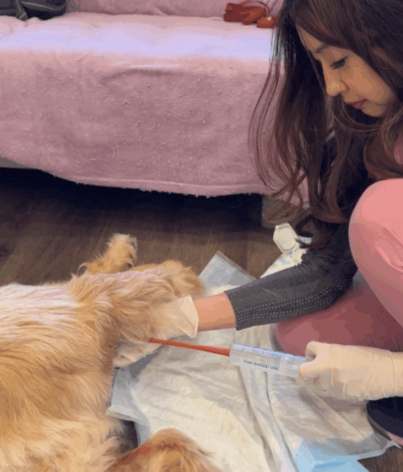 Healing chronic diarrhea, vomiting, and chronic itching starts in the gut 🦠✨