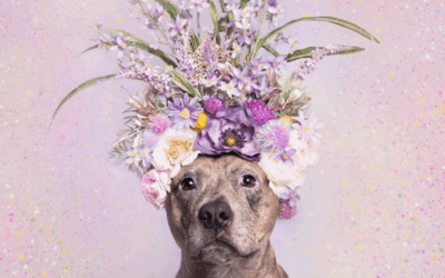 Dogs Are Man’s Best Friend. But, Are We Acting Like Their Best Friend? 🐶💁♀️