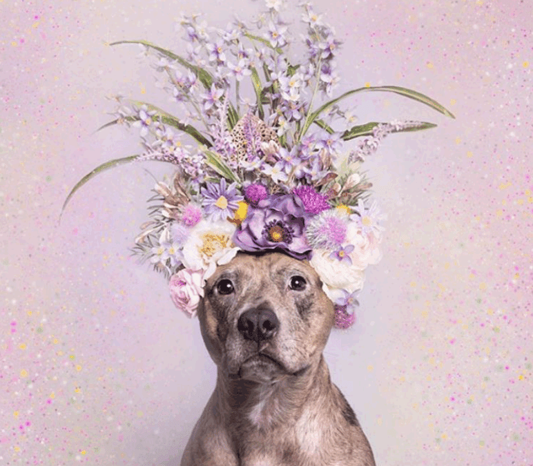 Dogs Are Man’s Best Friend. But, Are We Acting Like Their Best Friend? 🐶💁‍♀️