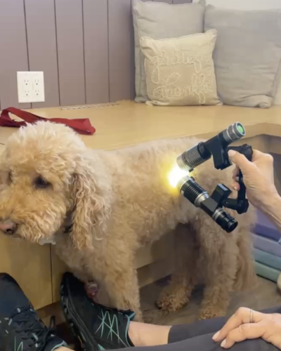 Two small dogs sitting on a bed next to a plant.