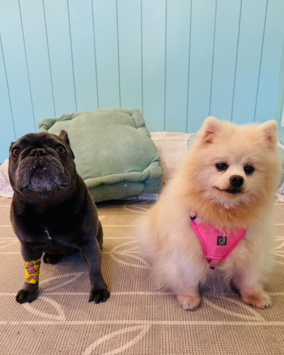 a dog lying on a bed