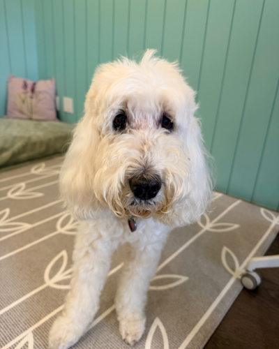 two vet staff posing with a dog