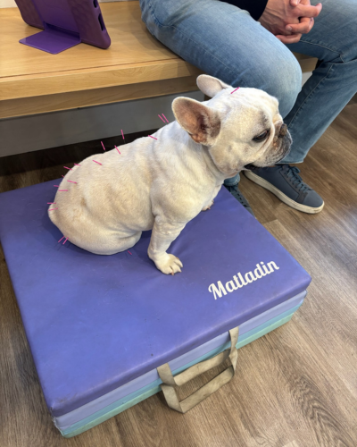 a cat lying on a furry bed