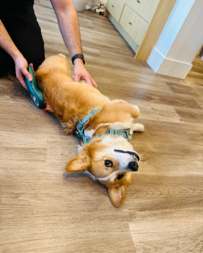 a dog lying down with a hand holding a green device