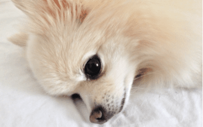 The day my dog refused her kibble.  I thought she was sick. The truth was something else entirely.