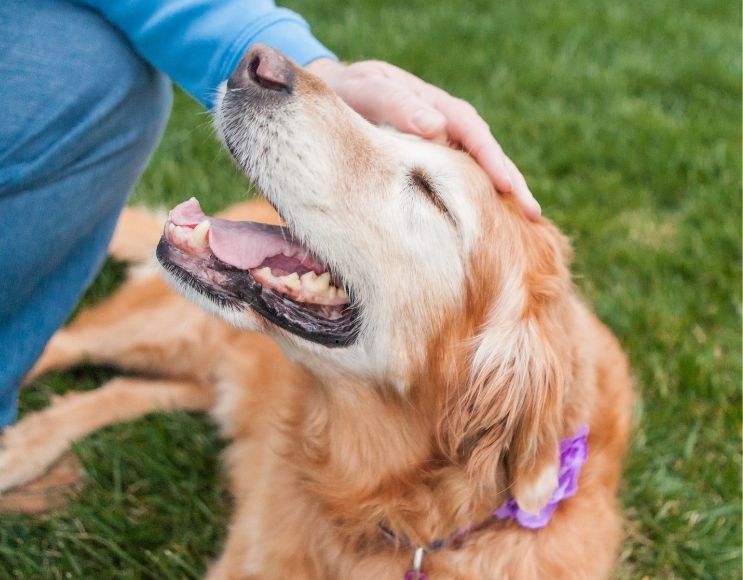 a person gently pets a golden retriever