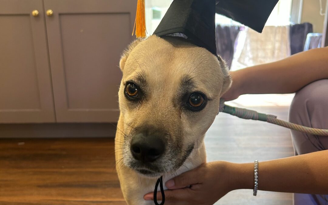 dog wearing graduation cap
