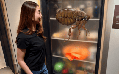 Why Fleas Keep Coming Back After Treatment (And How to Actually Stop Them)
