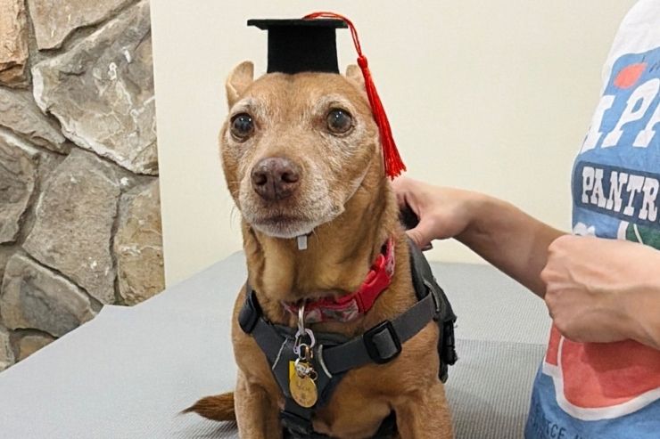 Small brown dog wearing a black graduation cap